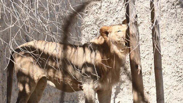 LION LICKING A TREE IN NATURE.