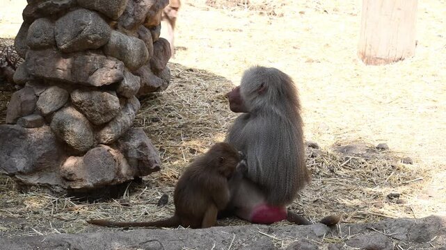 MOTHER AND SON PAPION GROOMING THEMSELVES
