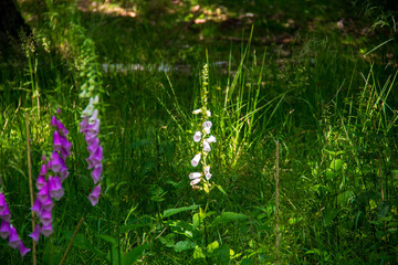 Purple and white foxglove flowers in a green woodland glade © Michael Persson