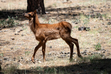 Naklejka premium Deer wild animal in forest. Deer standing calm woodland scene. Deer natural wildlife portrait. Deer forest mammal outdoors.