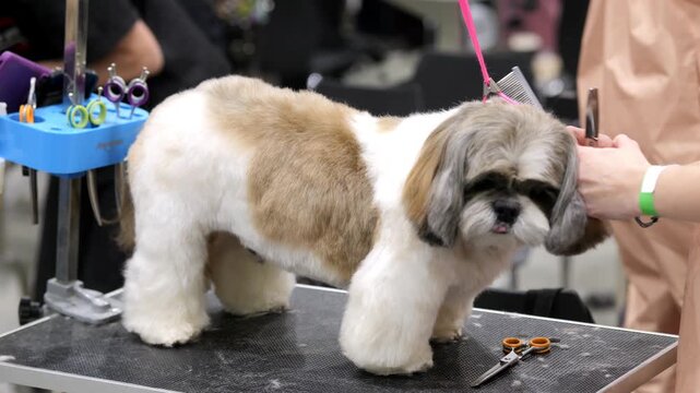 Small dog stands on grooming table. Groomer trims fur with scissors. Dog calm, looking forward. Background busy with grooming tools. Dog species: Shih Tzu
