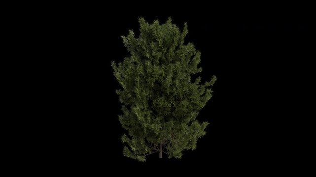 English yew Tree Swaying in Wind Loop Animation with Alpha Channel. Wind Blows The European yew Tree. Taxus baccata Tree Leaves Swaying Loop Animation. Tree Branches Moving in Breeze. Transparent BG