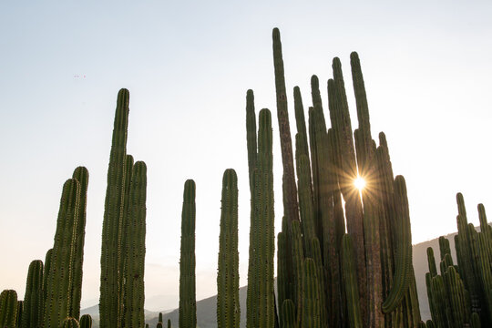 Cactus landscape under natural sunlight highlighting desert vegetation and scenic outdoor environment.