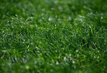 Naklejka premium Natural grass surface design. Grass pattern for banner. Outdoor grass environment. Garden grass background image. Green grassy nature backdrop.