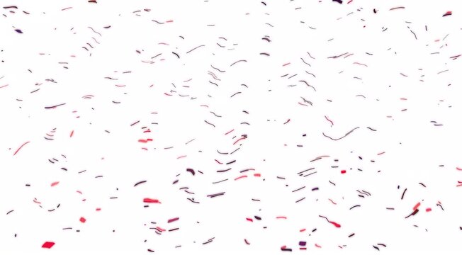 Falling festive confetti on transparent background. Colorful сonfetti explosion on a white backgrounds Dynamic Red Geometric Squares Floating in 3D Space - High Quality Motion Design Background for 4k
