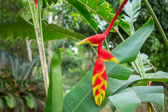 Heliconia Rostrata, Hanging Lobster Claw or False Bird of Paradise