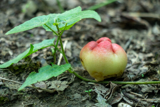 Young wax apple, Java apple, pale green skin with a soft pink
