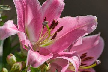 Obraz premium Nature, petals and floral plants in empty garden for bloom in countryside environment for botany. Eco friendly, spring and bunch of aquilegia with leaves for outdoor landscape in field for growth.