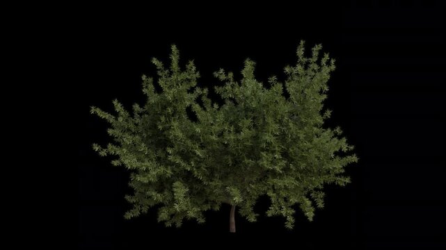 English yew Tree Swaying in Wind Loop Animation with Alpha Channel. Wind Blows The European yew Tree. Taxus baccata Tree Leaves Swaying Loop Animation. Tree Branches Moving in Breeze. Transparent BG