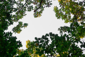 Fototapeta premium Trees in the forest. Bottom-up view. Beautiful colorful foliage on the trees in autumn. Branches of a tree against a cloudless sky on a sunny day.