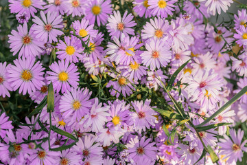 Fototapeta premium Decorative bright pink daisy flowers. Purple, blue flowers. A daisy in bloom in spring adds charm to the garden at the cottage. The aster is perennial. The Alpine aster.