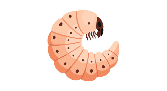 Detailed illustration of a thick curved larva or grub featuring segments and dark spots on a white background for entomology concepts.