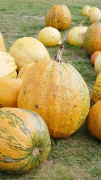 Orange yellow pumpkins and gourds resting on green grass ground