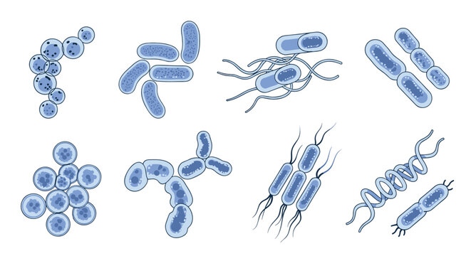 Collection of blue bacteria and microorganism clusters featuring different cellular shapes including cocci bacilli and spiral forms.