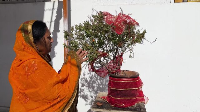 hindu woman offering prayer to sun god and sacred tulsi plant at home courtyard