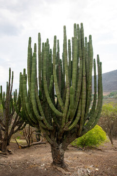 Cactus landscape under natural sunlight highlighting desert vegetation and scenic outdoor environment.