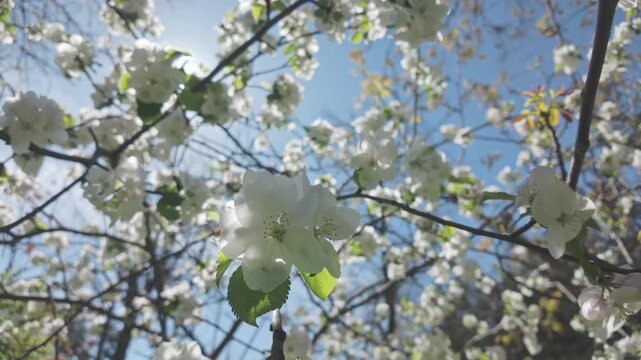White flowers of a blossoming apple tree sway in the wind on a blue sky background on a sunny spring day, backlit by the sun, bottom view, close-up of Crabapple in full bloom