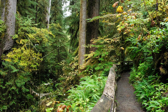 Hiking trail leading into the Quinault rain forest
