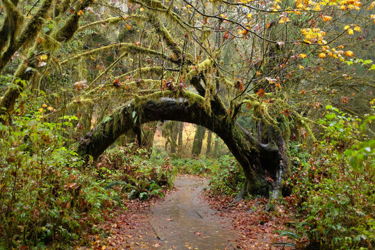 Mystic natural arch formed from fallen tree in Hall of Mosses