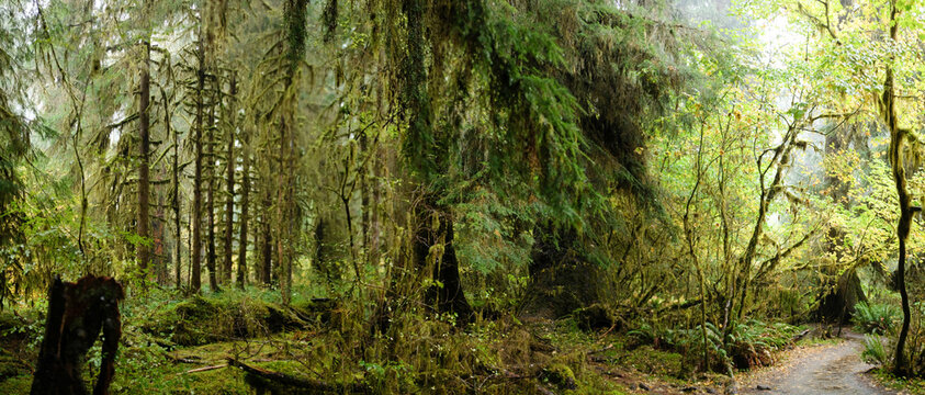 Panorama of the lush green Hoh Rainforest Hall of Mosses