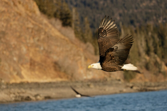 American Bald Eagle Flying past Cliff and Forest, Alaska