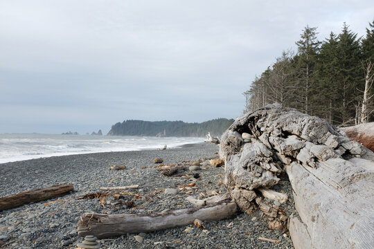 Huge driftwood tree on rocky Rialto beach with waves