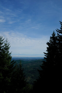 Blue Mountains framed by lush green trees in Pacific Northwest