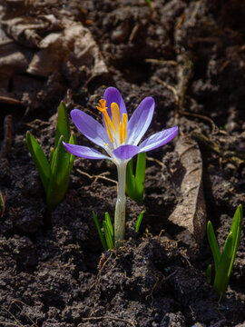 Single purple crocus flower blooming from dark garden soil in sp