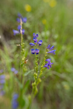 Purple penstemon flowers blooming in green mountain field