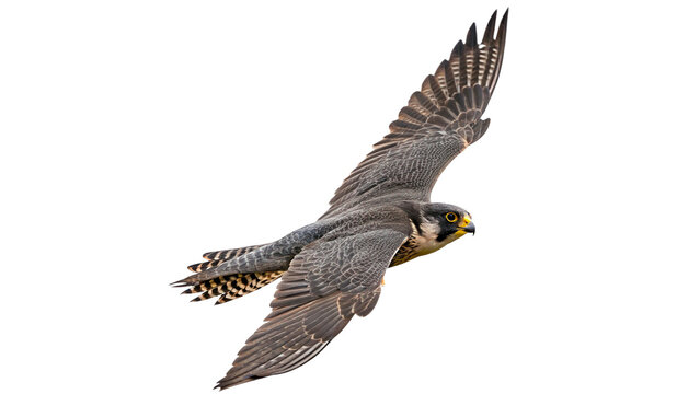 Peregrine falcon soaring in the sky during daylight across open fields and woodlands in North America on a transparent background.
