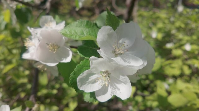 Details of white flowers of a blossoming apple tree sways in the wind on green leaves background in sunny day at springtime, close-up of Crabapple in full bloom