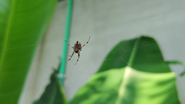 A small orb weaver spider hanging in the center of its web against a backdrop of green leaves.