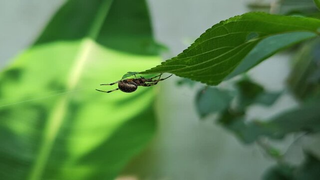 A small spider hanging upside down from the underside of a vibrant green leaf in the garden area
