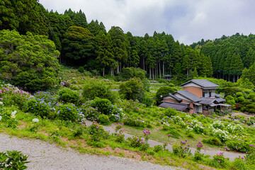 Fototapeta premium 千葉県 服部農園の紫陽花風景 