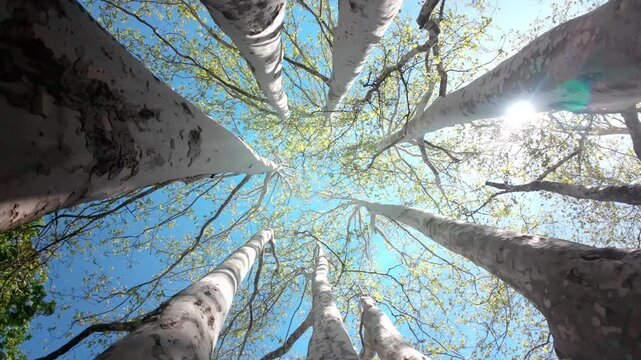 Camera rotates within a multi-trunked tree, bottom-up view, Many trunks of plane trees swirl overhead against a blue sky on a bright spring sunny day, backlighting by the sunlight