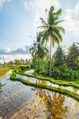 Obraz premium Awesome view of scenic rice terraces in Bali, Indonesia