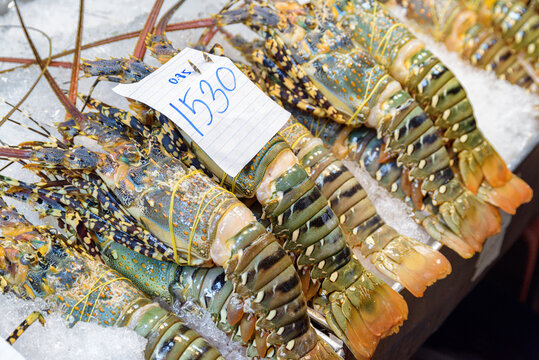 Fresh spiny lobsters (langustas) at food market. Achelata on ice