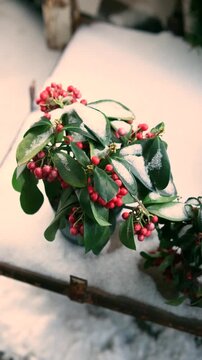 Detailed view of vibrant red Cotoneaster berries on green leaves covered in pristine winter snow