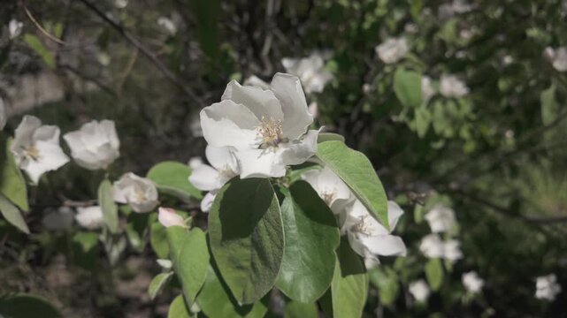 Details of white flowers of a blossoming apple tree in sunny day at springtime: Crabapple in full bloom