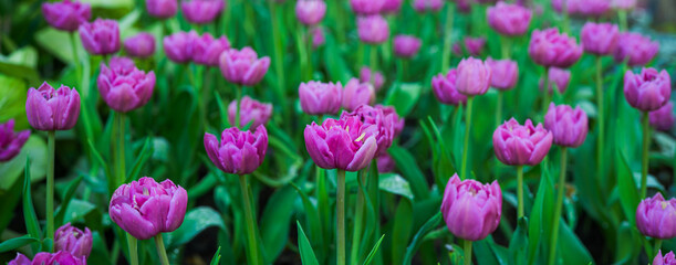 Obraz premium Field of colorful tulips red tulips field many red flowers spring flowers field tulip red tulips yellow tulips pink flowers field.