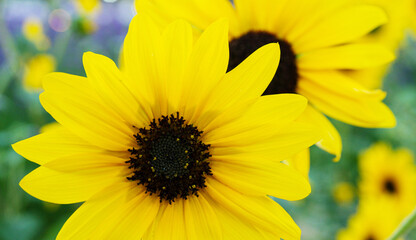 Obraz premium closeup beautiful sunflower in the garden, flower background.