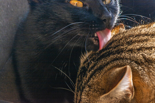 Chatte noire faisant la toilette de son fr&egrave;re chat tigr&eacute;, moment de tendresse familiale