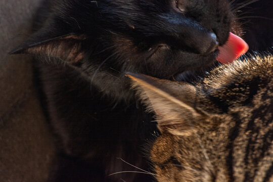 Chatte noire faisant la toilette de son fr&egrave;re chat tigr&eacute;, moment de tendresse familiale