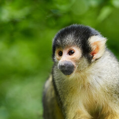 Obraz premium Squirrel monkey portrait in natural habitat with green background