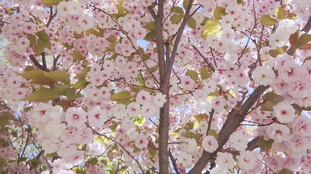 Panorama of Cherry blossom, her white-pink, double flowers swing overhead against the blue sky on a sunny day, backlit by the sun, bottom-top view