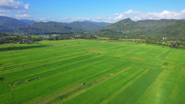 Aerial drone footage of Panggul green rice fields plain, in Trenggalek regency, Java island, Indonesia, with small forests and hills behind, with the village and roads aside, before sunset