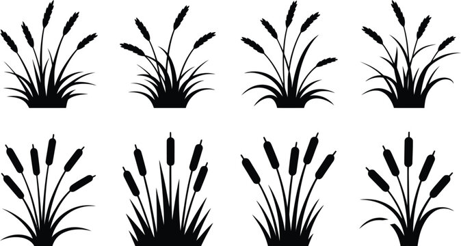 Cattail grass silhouette, detailed black vector of marsh vegetation wild reeds and riverbank plants for nature landscape and botanical illustration.