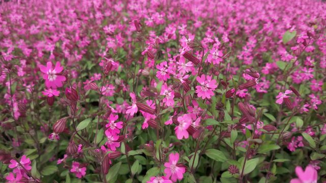 Champion or Catchfly flowers sway in the breeze
