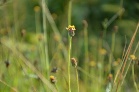 Nature beautiful fresh flora landscape spring summer. Close up of Tridax procumbens or coatbuttons wild grass flower in the morning with bokeh green background.