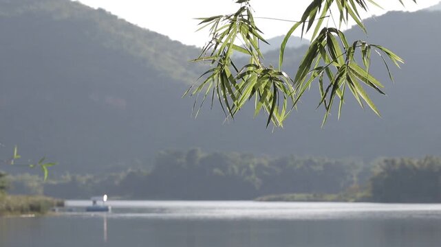 Close-up of bamboo leaves over a calm river with a soft blurred mountain background in Kanchanaburi, Thailand. A tranquil and refreshing tropical nature scene.